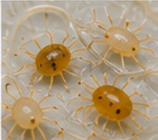 Noodle Mites - Pestipedia