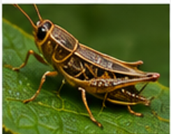 Noxious Grasshopper - Pestipedia