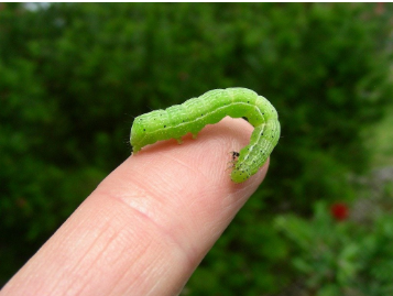 Cabbage Loopers - Pestipedia