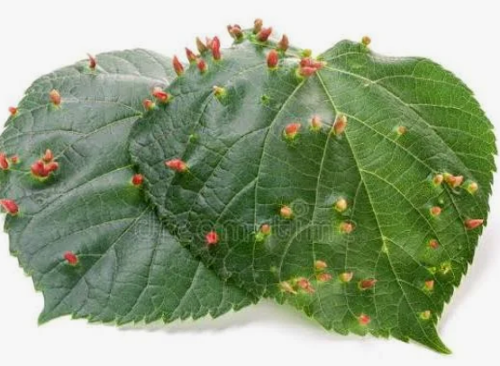 Rust Mites - Pestipedia