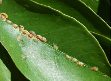 Citrus Scale Insects - Pestipedia