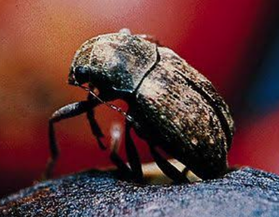 Coffee Grain Beetle - Pestipedia