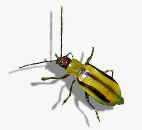 Corn Rootworm - Pestipedia