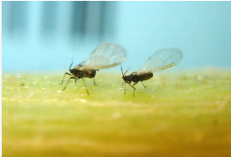 Cotton Root Aphids - Pestipedia
