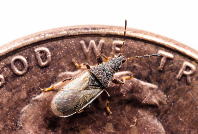 Cotton Seed Bug - Pestipedia
