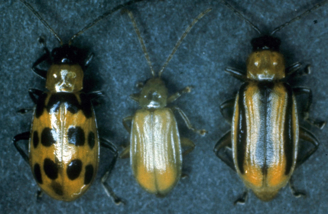 Cucumber Beetles - Pestipedia