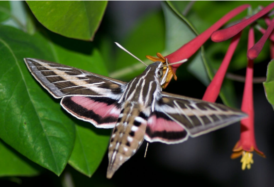 White-lined Sphinx Moths - Pestipedia
