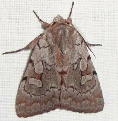 Xestia Moths - Pestipedia