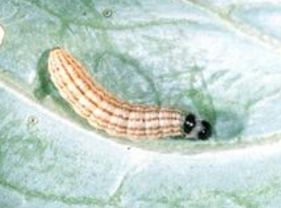 Cabbage Webworm - Pestipedia