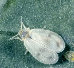 Cabbage Whitefly - Pestipedia