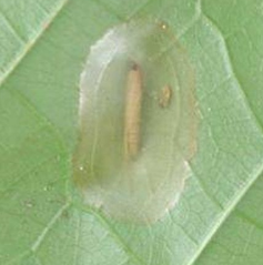 Cacoa Pod Borer - Pestipedia