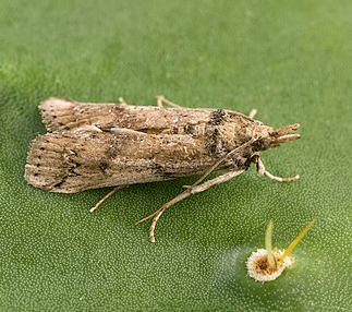 Cactus Moth - Pestipedia