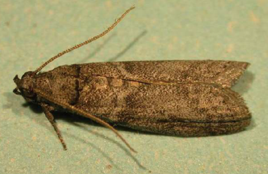 Carob Moth - Pestipedia