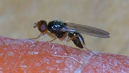 Carrot Rust Fly - Pestipedia