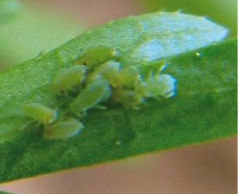 Carrot-Willow Aphid - Pestipedia