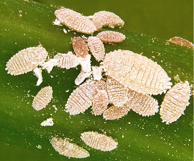 Cassava Mealybug - Pestipedia