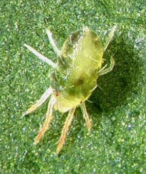 Cassave Green Mite - Pestipedia