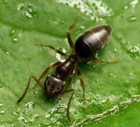 Odorous House ants - Pestipedia