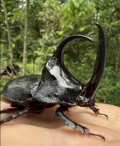 Rhinoceros Beetle - Pestipedia
