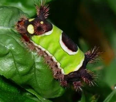 Saddleback Caterpillar - Pestipedia