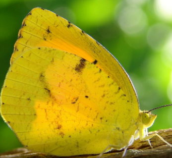 Sleepy Orange Butterfly - Pestipedia