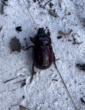 Smooth Ox Beetle - Pestipedia