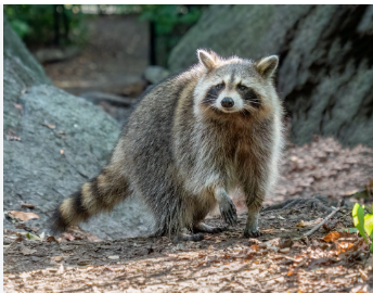 Raccoon - Pestipedia